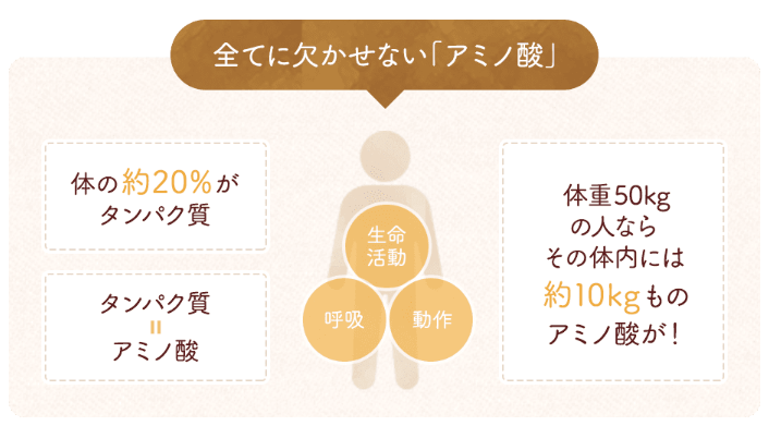 たんぱく質を作るためにはアミノ酸が必要なことがわかる画像